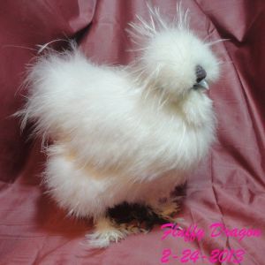 Foundation Catdance cockerel. Grandson named him Fluffy Dragon. Nicknamed 'Beaker'. Blue leg band #77