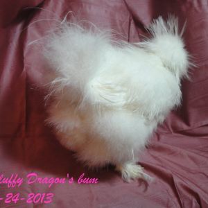 Fluffy Dragon  aka Beaker. Blue band #77 Too many hard feathers in his cushion. Uneven crest.