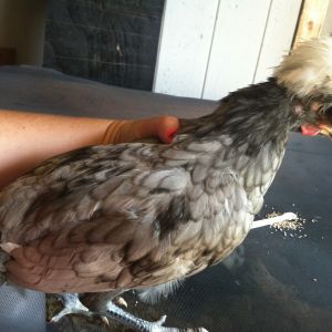 Drake-  Rooster