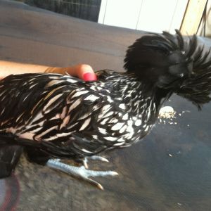 Elvis-  Hen