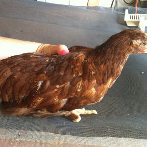 Rusty- not sure the sex