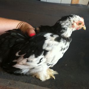Flower- Hen