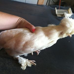 Angel- Hen