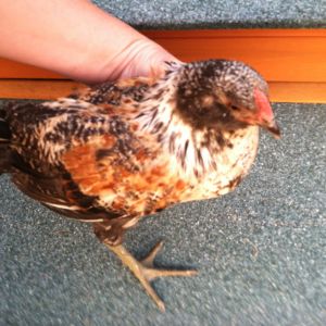 Chicken hulk- Rooster