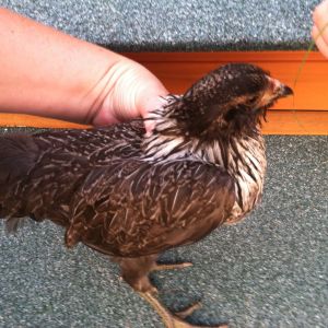 Night Rider- Hen