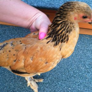 Paisley- Hen