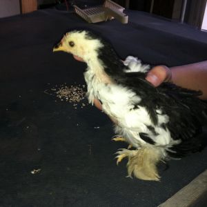 Scout- Rooster
