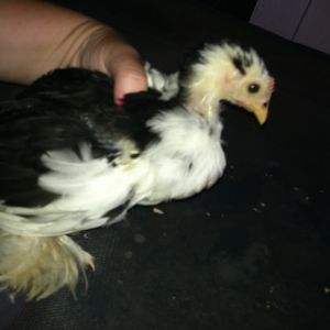 Mary Poopins- Hen