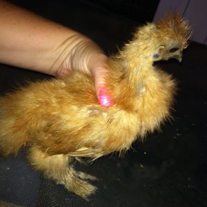 Chicky Poo- Hen