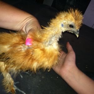 Honey boo boo- Hen