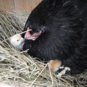 Judy the Broody with Johnny chicks. April 2013