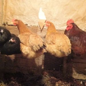 Starter flock for 2013. Johnny the Production cock. Phoebe, Edith, Judy, and Janet.