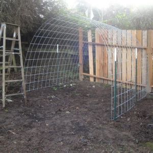 Start of the hoop coop. Six five foot  steel T posts and two hog panels.