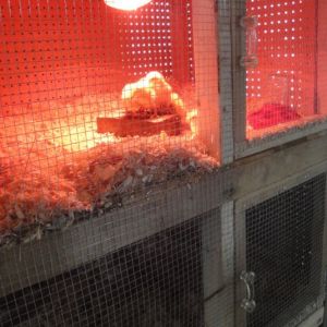 Heat lamp in the hutch.