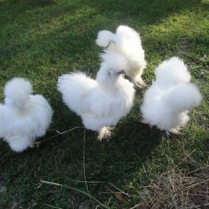 Sheryl Butler White Silkie breeding group. One cockerel and three pullets. Four months old in April 2013.