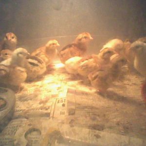 bunch of chicks