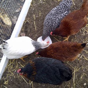 Dorothy, Rose, Blanche, Bea (RIP)  and Betty