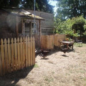 HRIR flock running around the barnyard.