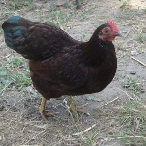 Don't let that sweet pretty little banty fool you. She rules the roost. Yellow band is 'Hello Kitty'. July 2013