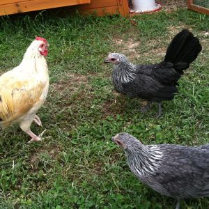 Rex, Midnight and Shimmer