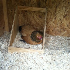 Buttfeather ( She got her name because her egg shell had chicken poop with feathers stuck to it so my son named her buttfeather)