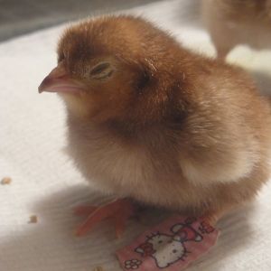 Hello Kitty with crooked toe bandaid.