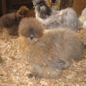 Four month old Catdance  Partridge pullet. Ginger Snap