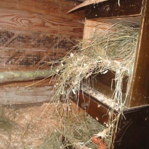 Second hand file cabinets with drawers removed make nice nest boxes. Can stack them too. Cedar shake at the top prevents roosting.