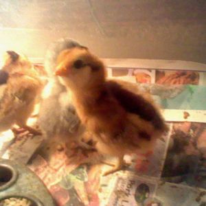 2 RIR chicks and grey silkie chick