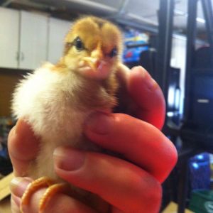 Tea -Welsummer about 2 weeks