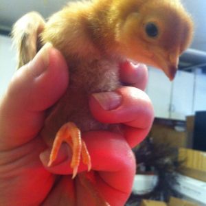 Phillie -Rhode Island Red about 2 weeks