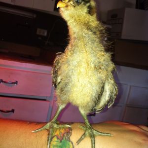 Eleanor about 3 weeks