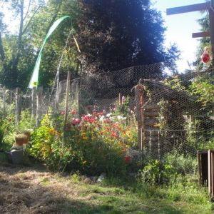 Chick house to the far left and entire run. Flags, mylar streamers hanging from bamboo canes, and bird netting keep predator birds away.