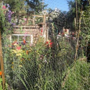 Flower portion of the chick run.