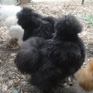 Catdance Blue Split pullets. Four months old July 2013