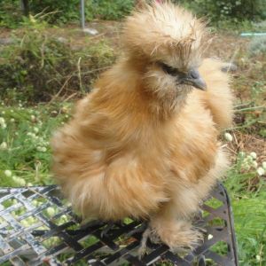 The little Buff pullet is adorable but very small. Last chick hatched out of the bator and the smallest of the lot.  Four months old. July 2013