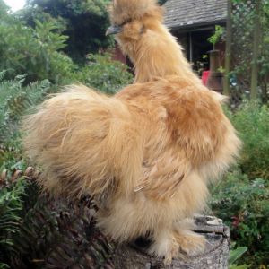 A little bit of pink in his comb but I like this Buff Catdance cockerel. Four months old July 2013
