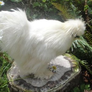 Sheryl Butler strain White Silkie. Mr. Big Foot six and a half months old. July 2013
