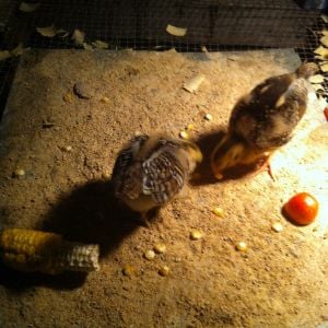 The chicks eating corn from the garden.