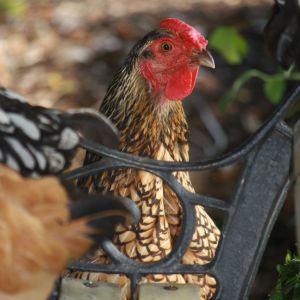 What you looking at Willis ?