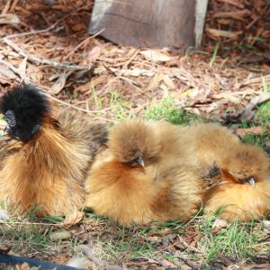 Silkie chicken.