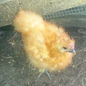This silkie's name is Annibelle.