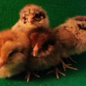 These are my Golden Girls - Sophia, Dorothy, Blanche, and Rose.