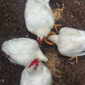 These are enjoying fresh squash from the garden - the eat it right down to a perfectly cleaned out shell.  They eat, from the garden, squash, sunflowers, cucumbers, broccoli, beans & peas, tomatoes, and whatever else I throw their way.  Plus, they enjoy meal worms, earth worms, crickets, and whatever they can scratch.