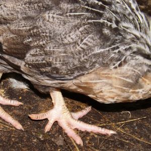 I still have to do doudble takes with my five-toed babies....