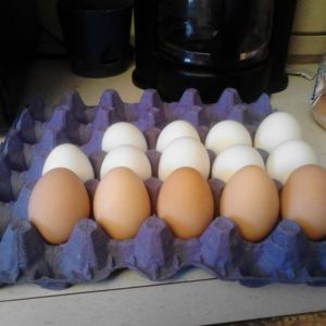 *
brown eggs from RIRs