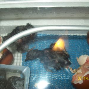 #1 & #2...rocks were added to water cups, shortly after, cups were removed completely, because the chicks were constantly bumping into them.