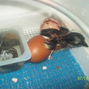 #3..Chicks 1 & 2 were removed from incubator & placed in brooder because they were pecking at #3.