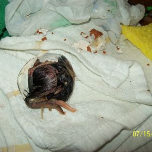 #3 chick was completely wrapped by the inner-membrane- very dry. The humidity and the temps were completely normal- right on key, so not sure why this particular issue happened. The yolk and blood vessels were completely absorbed, so helping was a little easier . I did not have to worry about "tearing" something.