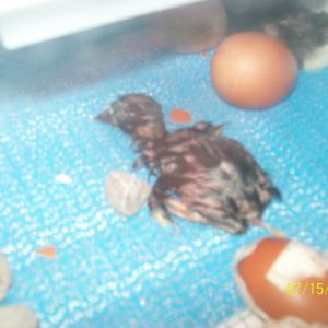 #3, after an hour nap, this little one was eager to get moving again!